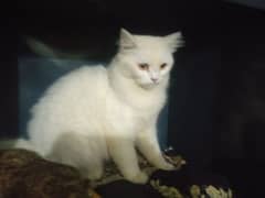 Persian cat