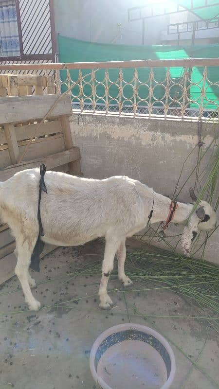 6 dant bakri bacha ke Sath  han 2