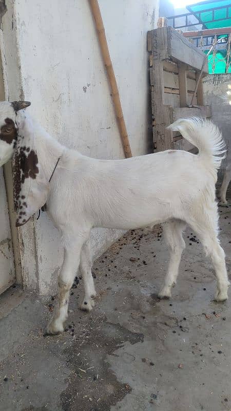 6 dant bakri bacha ke Sath  han 4