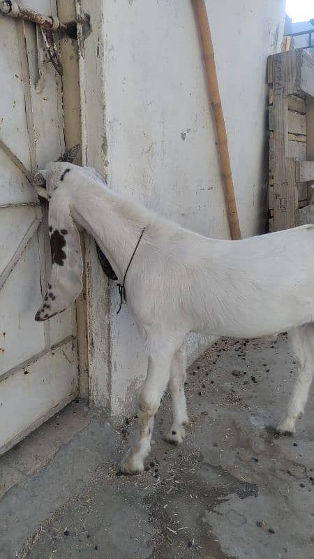 6 dant bakri bacha ke Sath  han 6