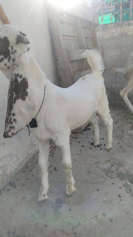 6 dant bakri bacha ke Sath  han 8