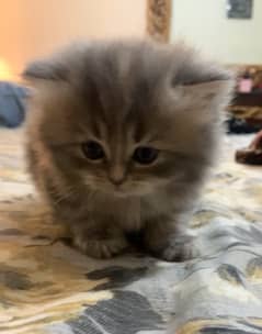 Grey Triple Coated Persian Kitten