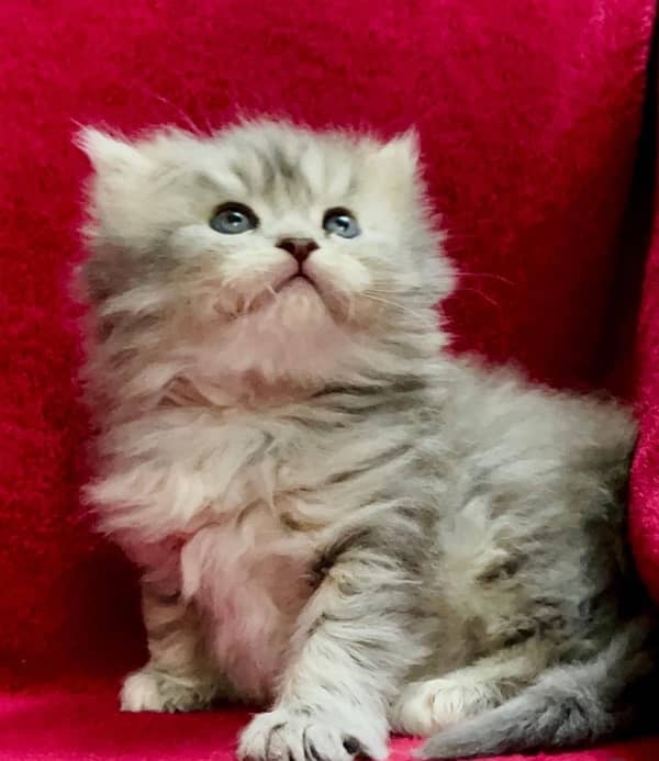 Grey Triple Coated Persian Kitten 2