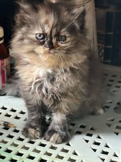 Persian punch face female kitten for sale triple coated