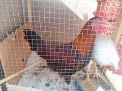 1 Pair of Desi Chicken Urgently Sale 0