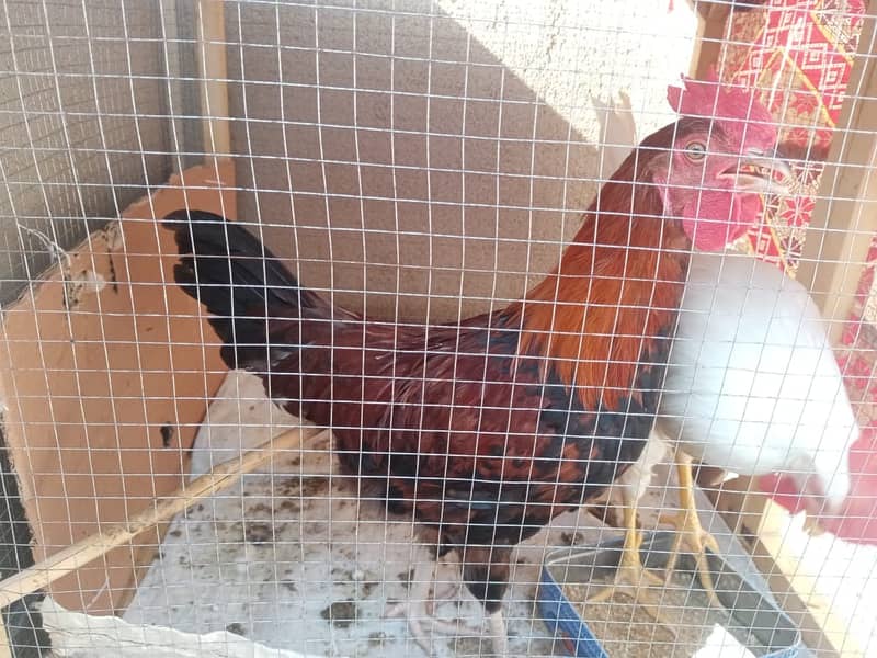 1 Pair of Desi Chicken Urgently Sale 0