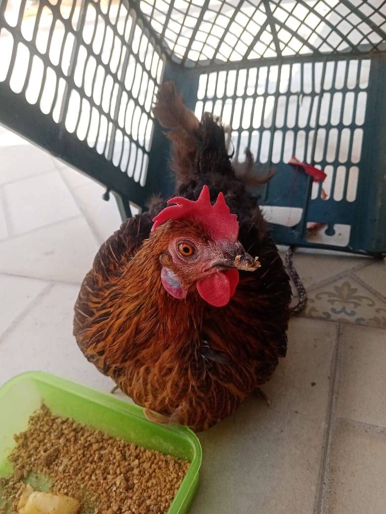 1 Pair of Desi Chicken Urgently Sale 1