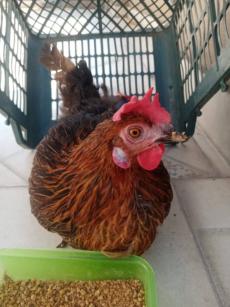 1 Pair of Desi Chicken Urgently Sale 2