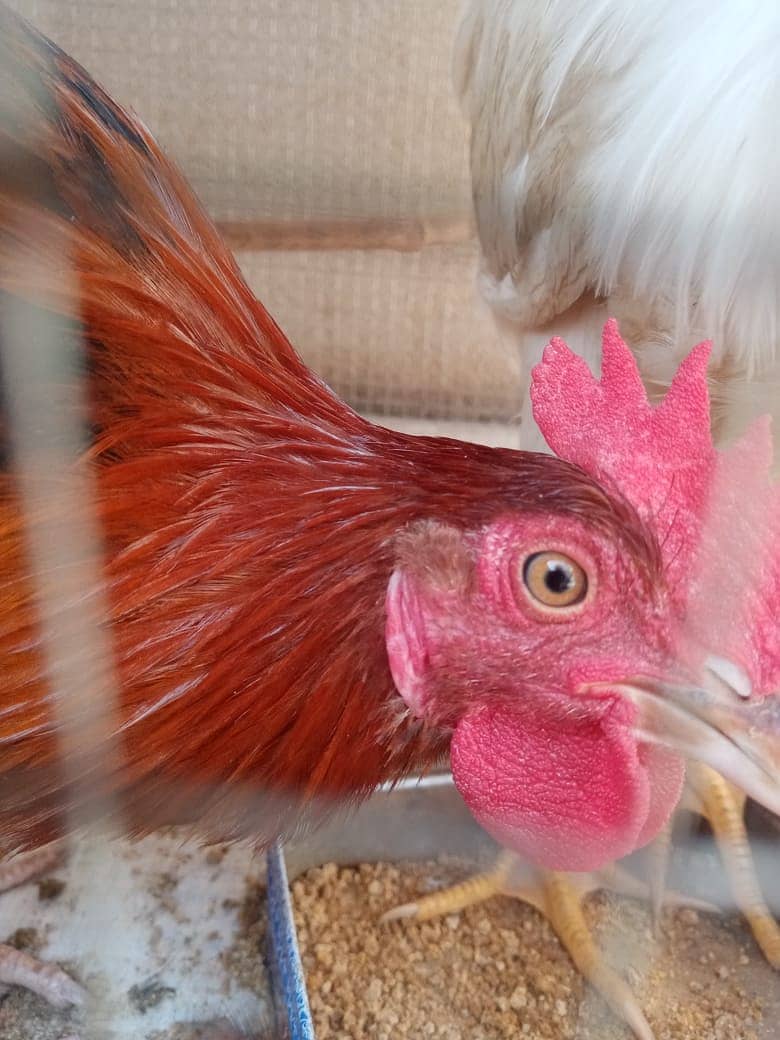 1 Pair of Desi Chicken Urgently Sale 3