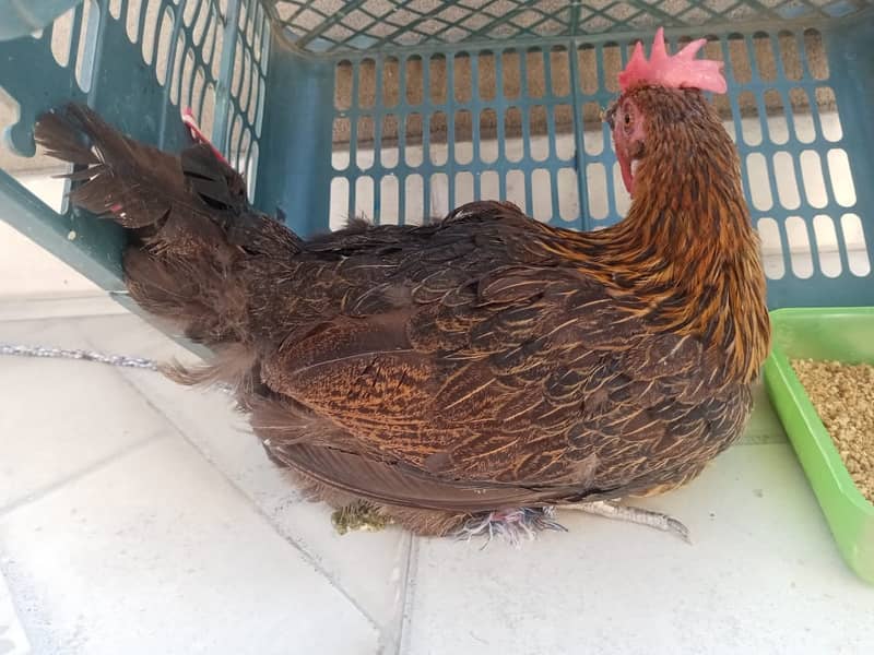 1 Pair of Desi Chicken Urgently Sale 4