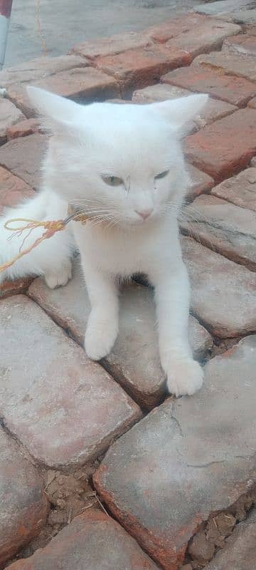 Male cat ha 2