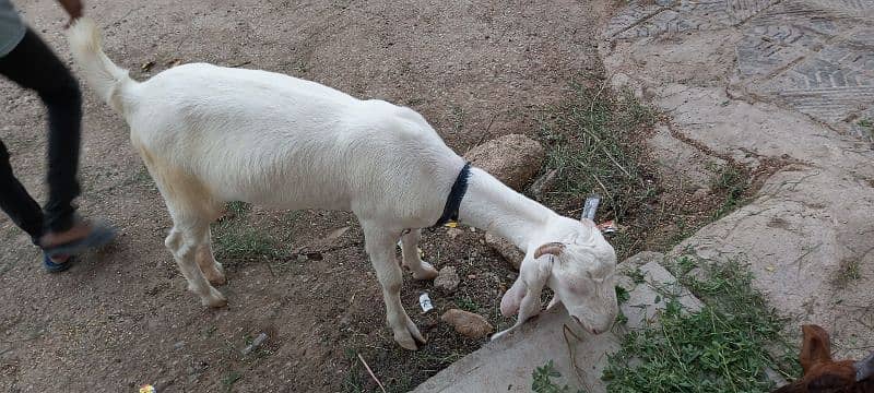 gulabi female  hay 0