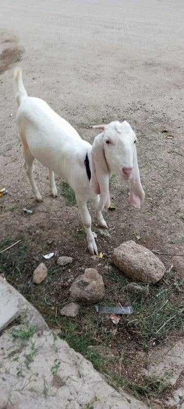 gulabi female  hay 2