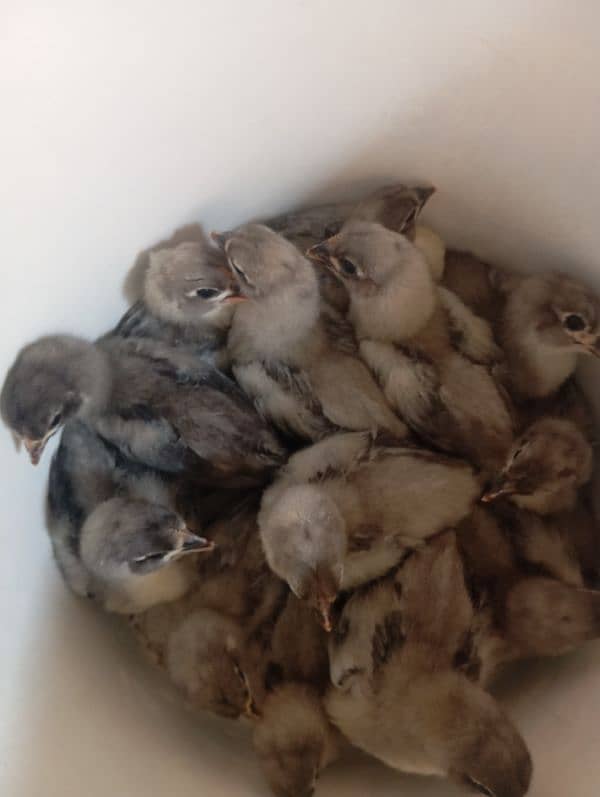 Austrolorp Heritage | Australorp Chicks | Egg | Hens |Chicks for sale 0