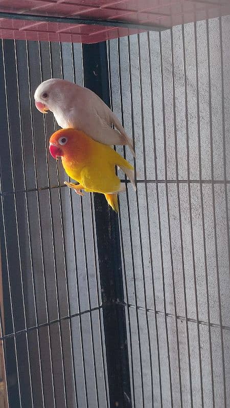 lovebird 1