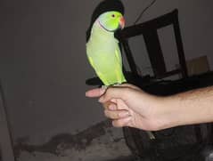 ring neck green parrots male 1 yearage