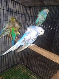 Double hogoromo 2 pair breeder for sale