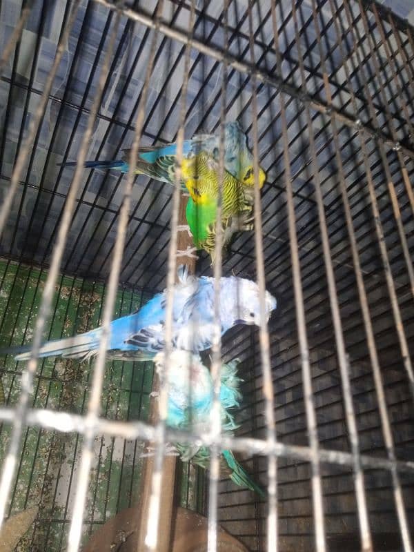 Double hogoromo 2 pair breeder for sale 5