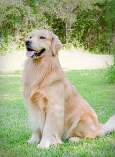 golden retriever male for sale