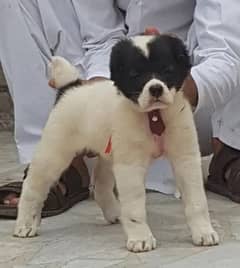 king Alabai daball hadi ful security dogs available for sale