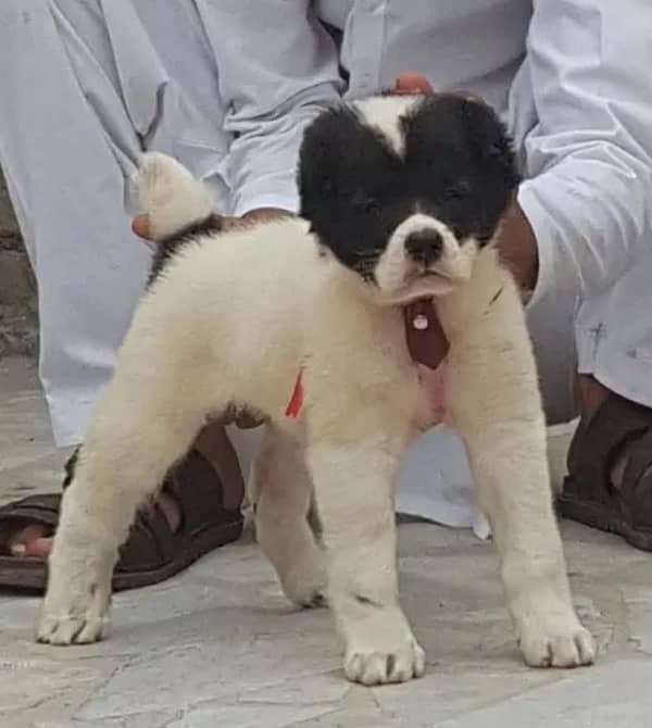 king Alabai daball hadi ful security dogs available for sale 0