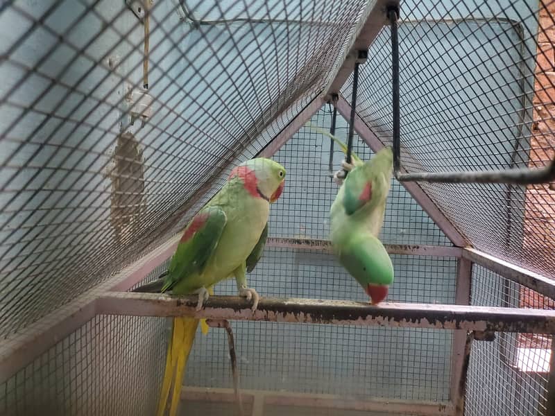 Kashmiri Raw parrots breader 1