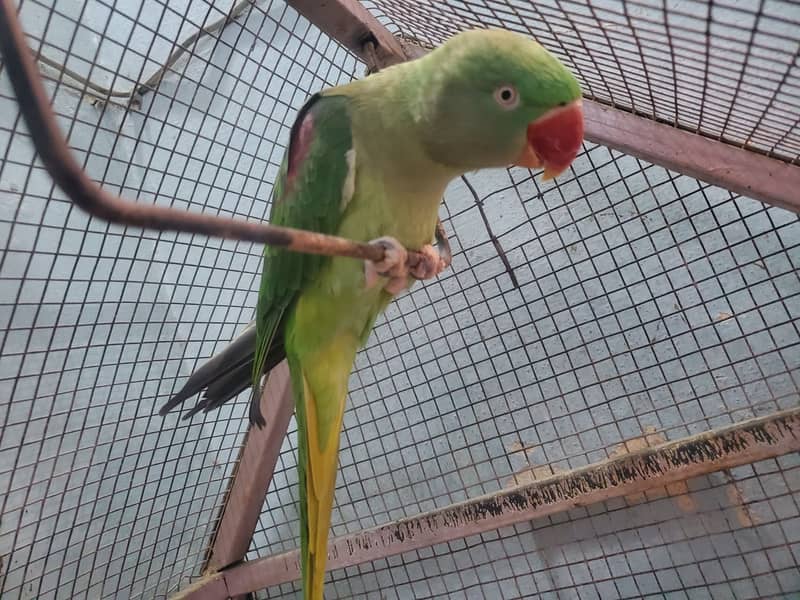 Kashmiri Raw parrots breader 3