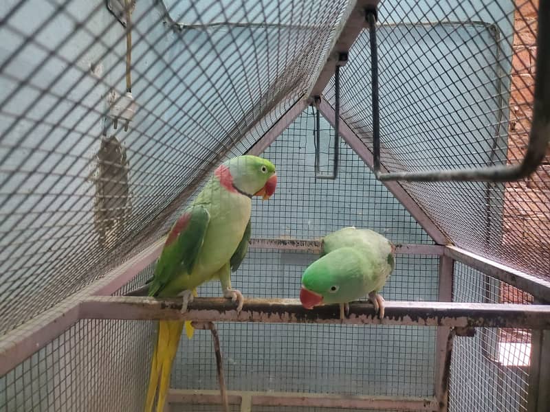 Kashmiri Raw parrots breader 5