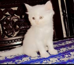 Persian cat kitten