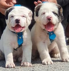 King Alabai pair pure breed security dog 2months for sale,