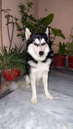 siberian husky dog | Puppy | Dog | Wolly coat husky