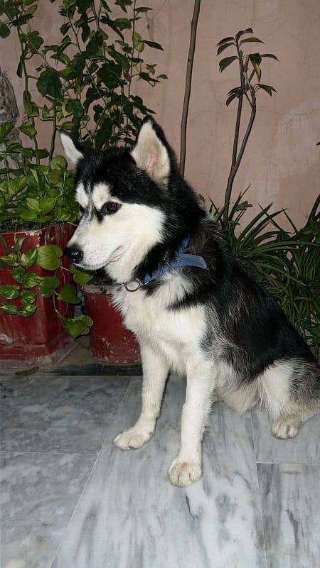 siberian husky dog | Puppy | Dog | Wolly coat husky 1