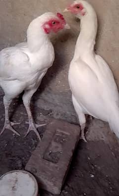 Paper white heera pair aseel murgha murghi