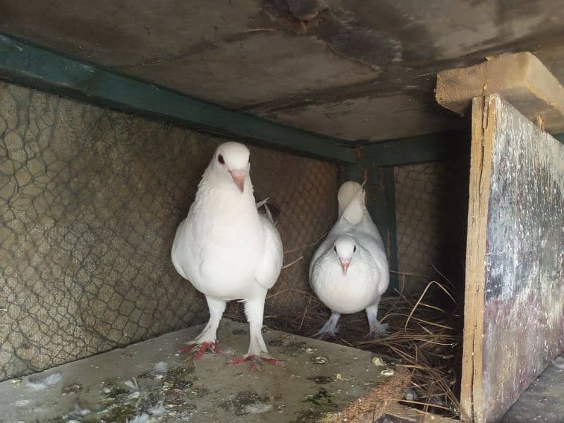 white pomos  gubara breeder pair 0