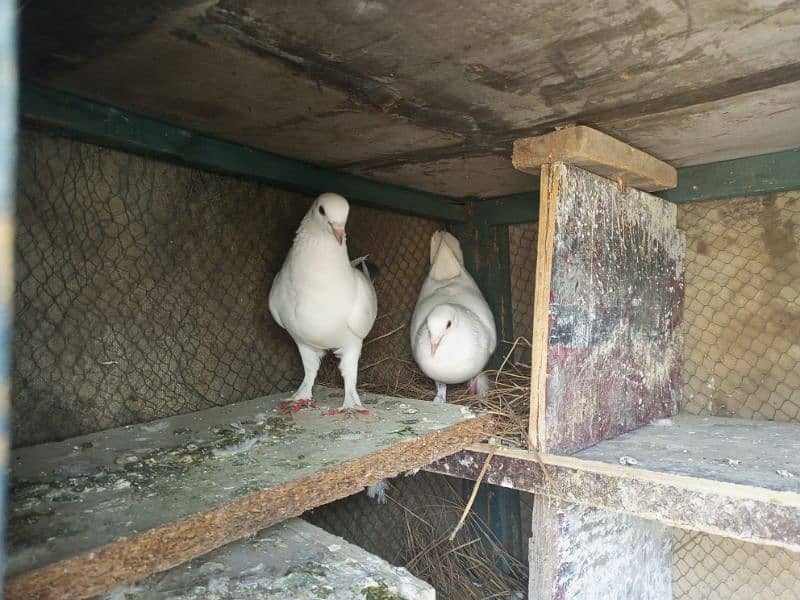 white pomos  gubara breeder pair 1