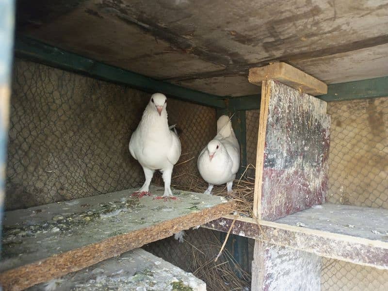 white pomos  gubara breeder pair 2