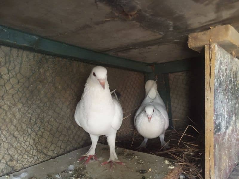 white pomos  gubara breeder pair 3