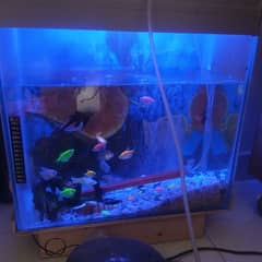 fully furnished aquarium with 16 tetraneon fish