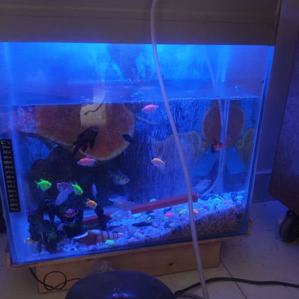 fully furnished aquarium with 16 tetraneon fish 1