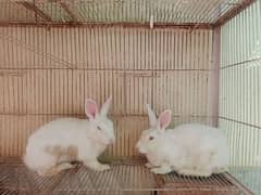 Rabbits Albino Red Eyes