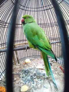 Green female parrot forslae 0