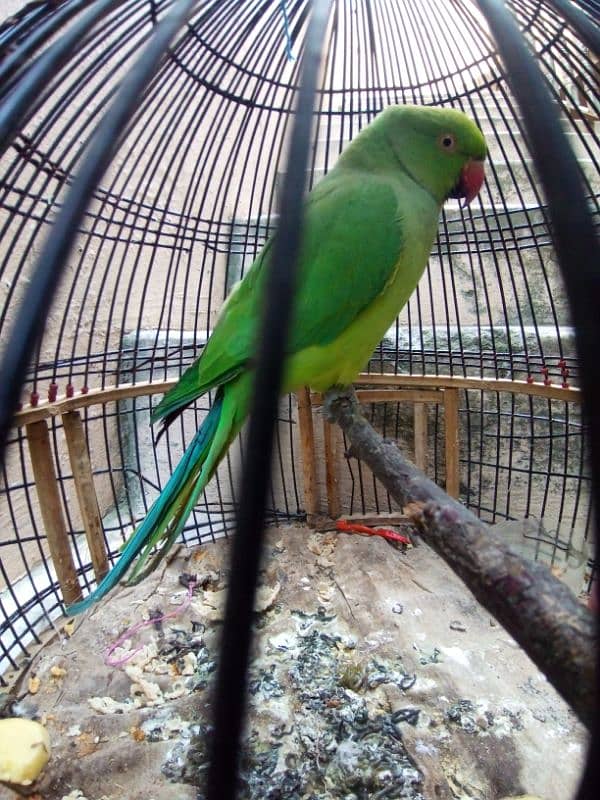 Green female parrot forslae 1