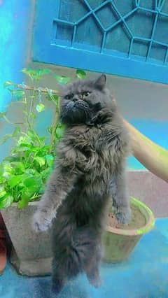 long court cat extreme punch face female persian cat