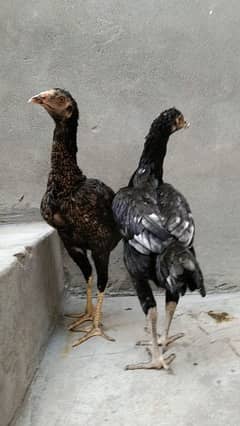 Thai aseel hens