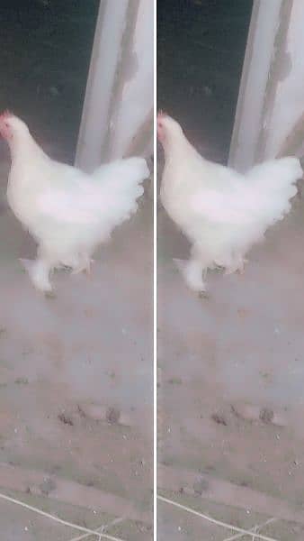 Urgent Sale Brahma Pair American breed 3