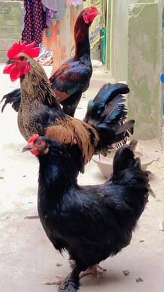 BANTAM PAIR BREEDER