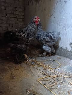 Fancy hen Coco Brahma pair male and female