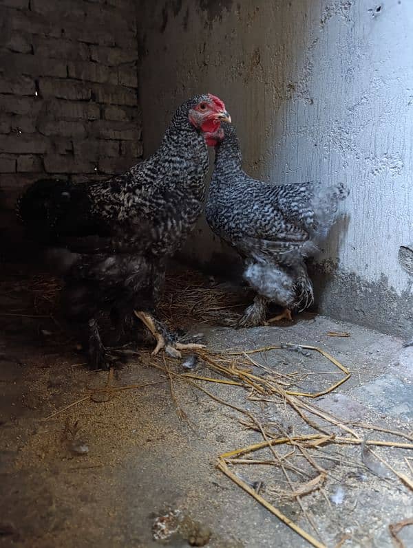 Fancy hen Coco Brahma pair male and female 0