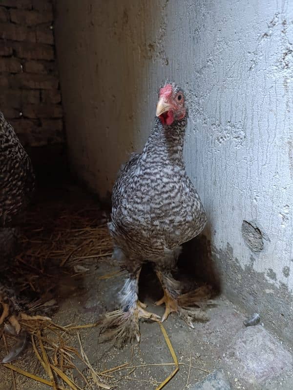 Fancy hen Coco Brahma pair male and female 1