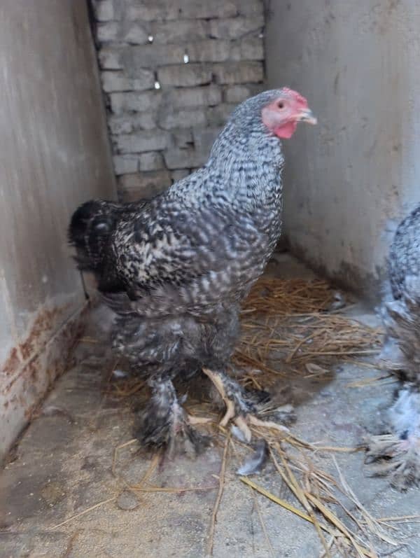 Fancy hen Coco Brahma pair male and female 2